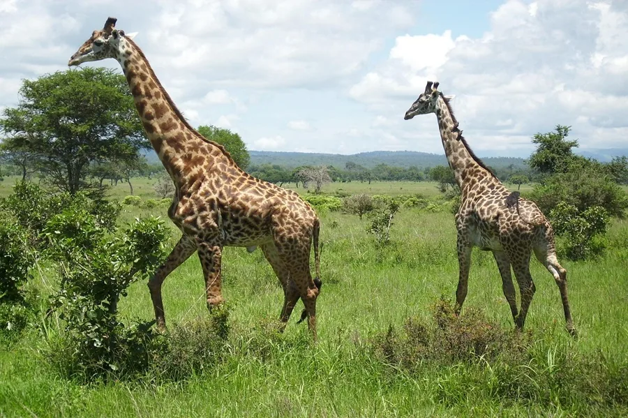 Tanzania safari wildlife