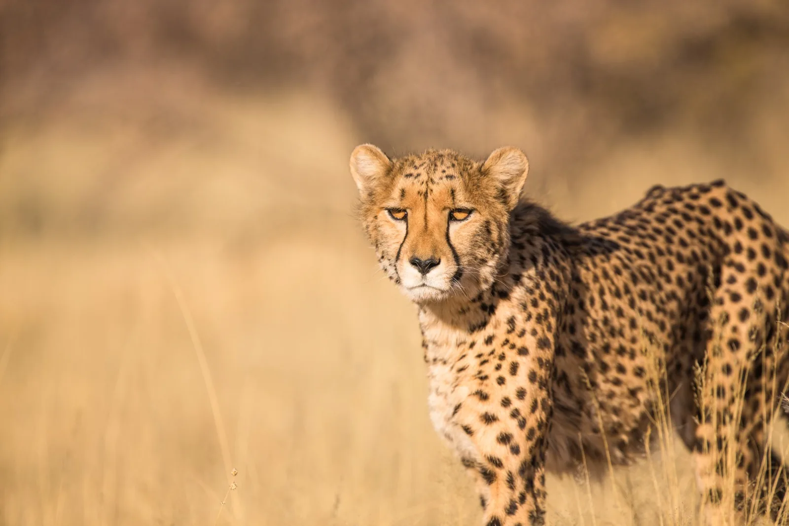 Tanzania safari wildlife