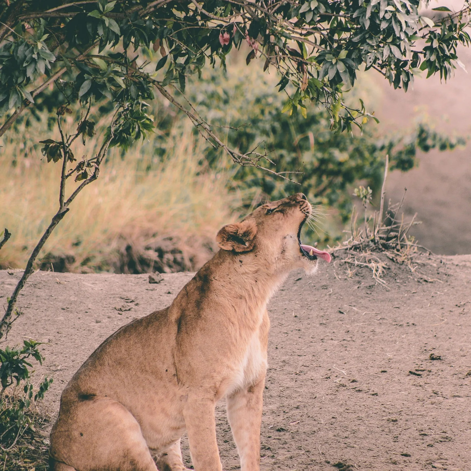 Serengeti National Park