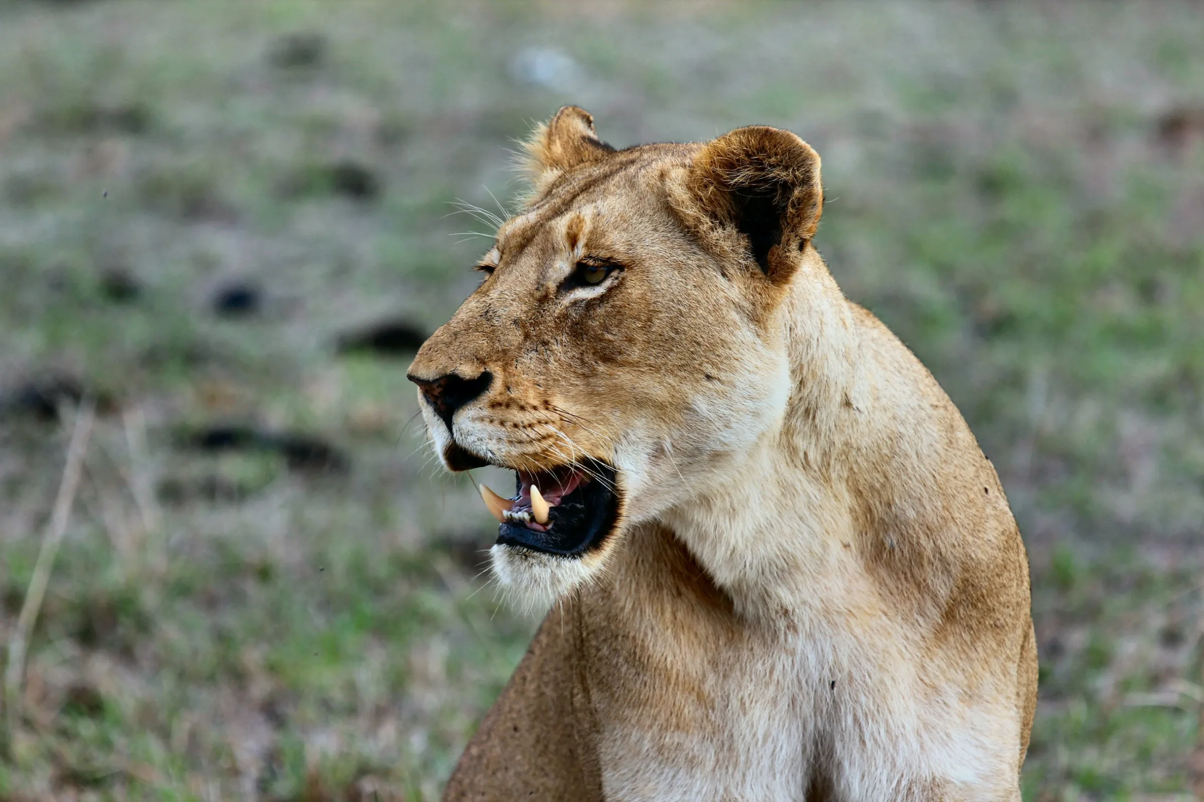 Tanzania safari wildlife