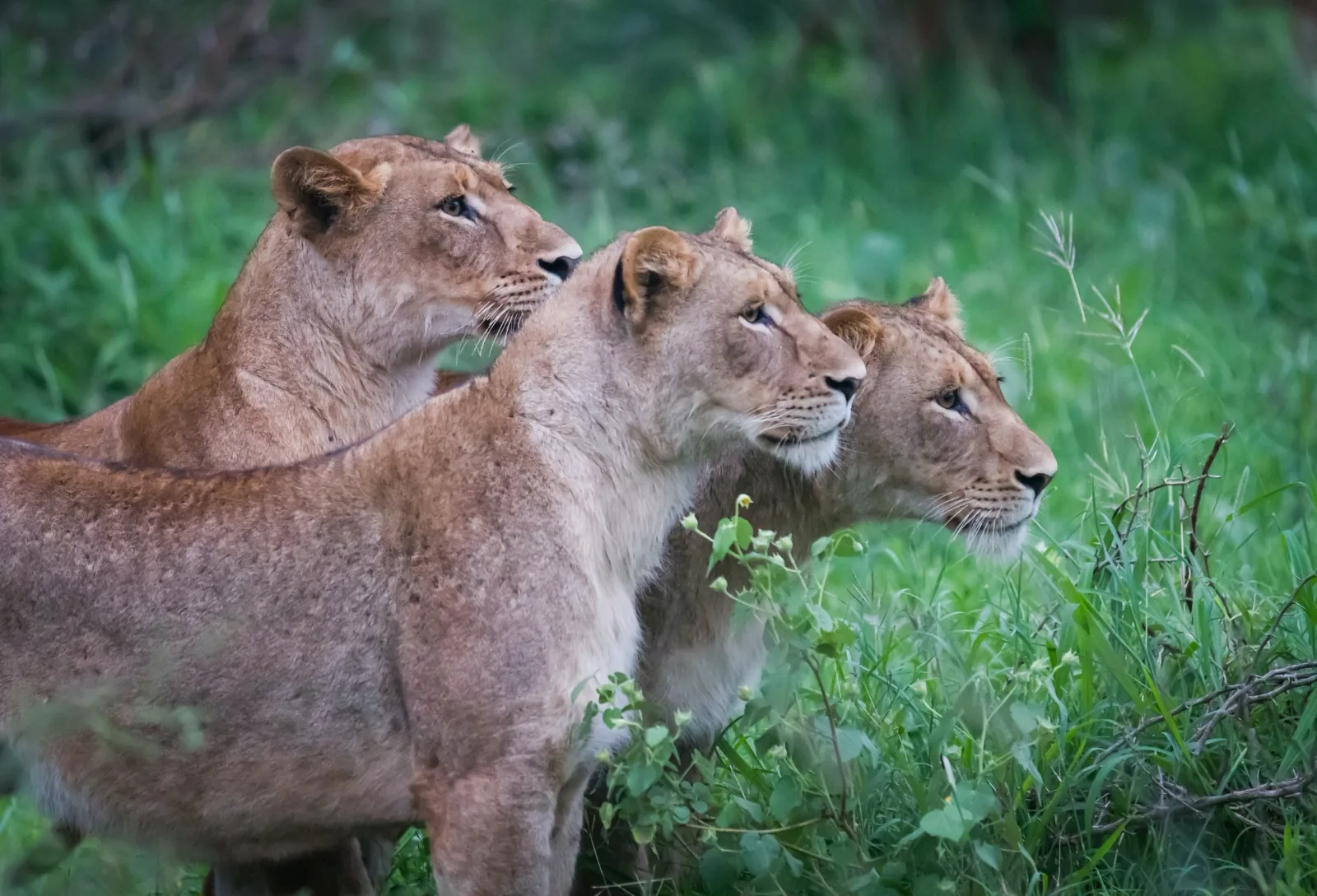 Livingwell Tours and Safaris