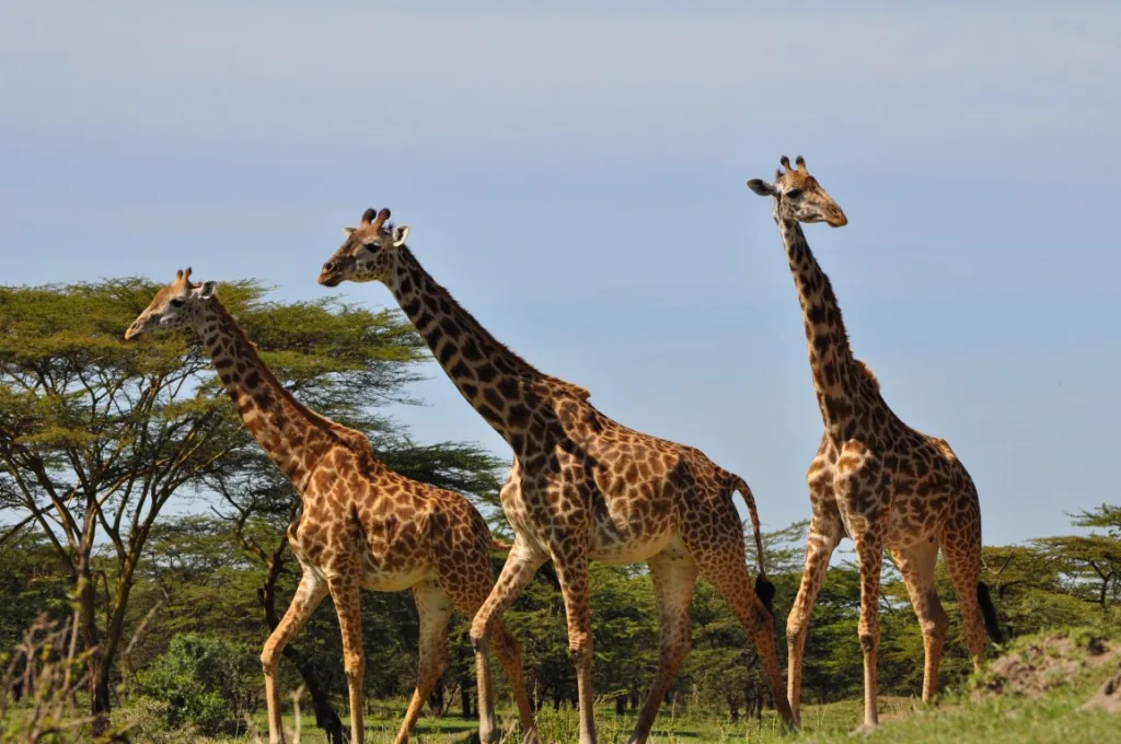 Baobab trees and wildlife in Tarangire