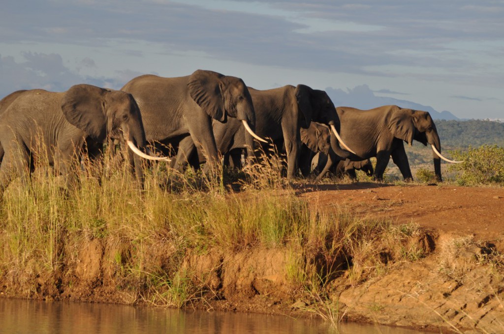 Ngorongoro Crater floor landscape with wildlife