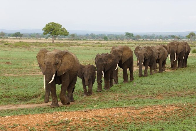 4-Day Tanzania Safaris