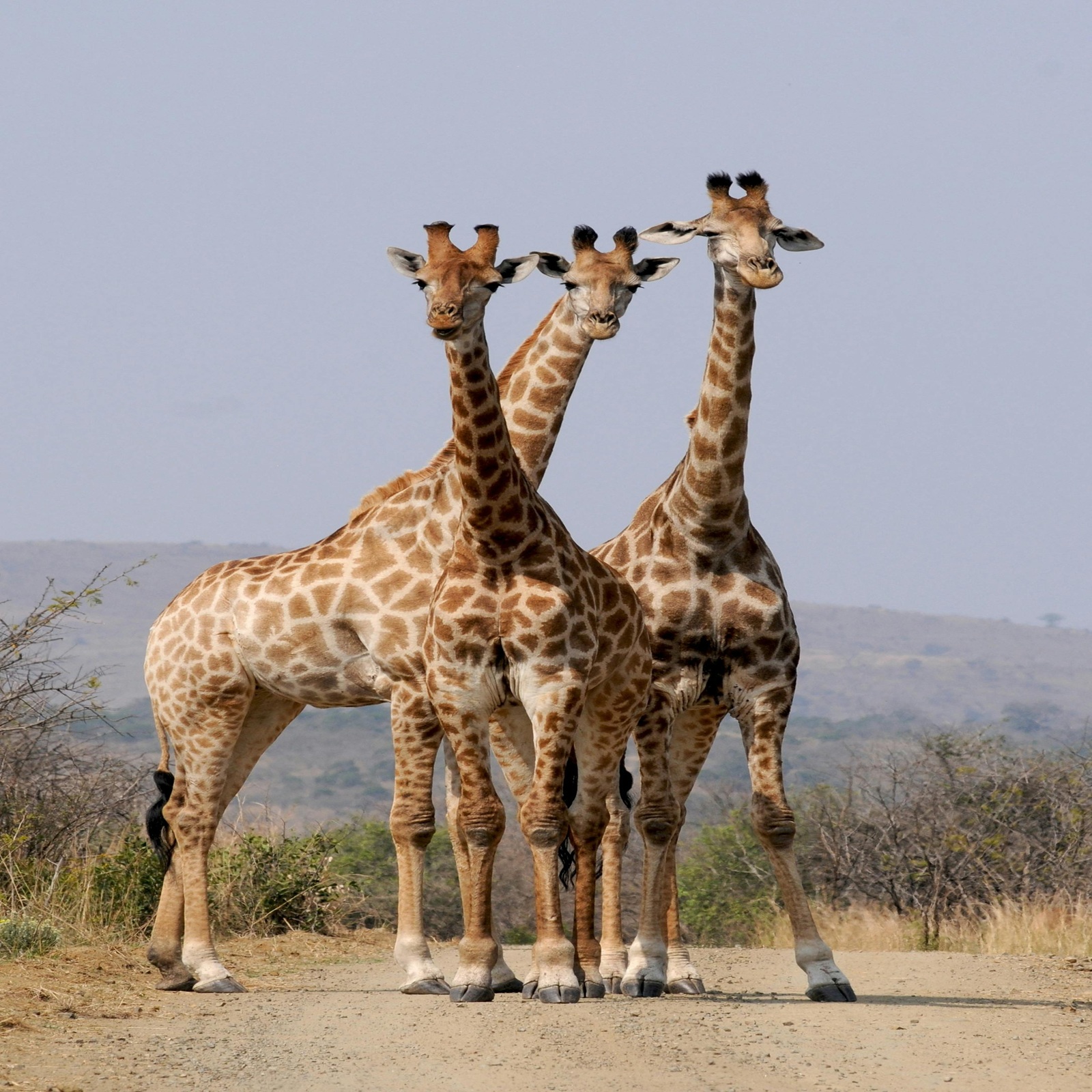 Tarangire National Park